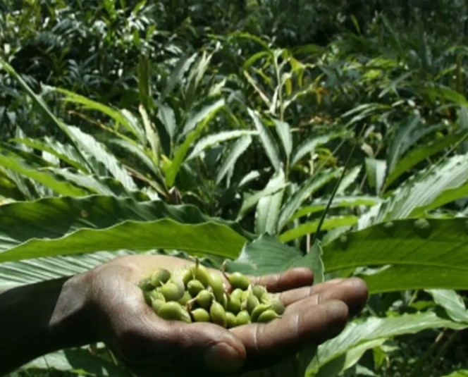 മികച്ച വളർച്ചയ്ക്ക് ഫോളിയാർ സ്പ്രേയും ചിമ്പടിക്കാനുള്ള വളപ്രയോഗവും ഏലച്ചെടികളിൽ പുതിയ ചിമ്പുകൾ ഉണ്ടാകാനും ഇലകൾക്ക് ആരോഗ്യം നൽകാനും ഏപ്രിൽ മാ