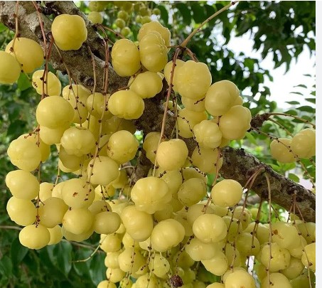 ആയുർവേദ സൂപ്പർഫുഡ് നെല്ലിക്ക: നെഞ്ചെരിച്ചിലും ഗ്യാസ്ട്രൈറ്റിസും ശമിപ്പിക്കാൻ 6 ഗ്രാം നെല്ലിക്ക