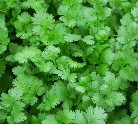 മല്ലിയില ഇനി കാടുപോലെ വളരും;എളുപ്പത്തിൽ വളരാൻ കുറുക്കുവഴികൾ | cardamom price | cardamom buy