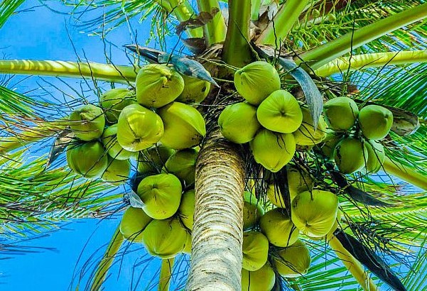 വിളവ് കുറഞ്ഞാൽ വെട്ടി മാറ്റണോ അതോ വളം ചെയ്യണോ? തെങ്ങിൻ തോപ്പിലെ വരുമാനം കുറയാതിരിക്കാൻ ശ്രദ്ധിക്കാം | cardamom price | cardamom buy