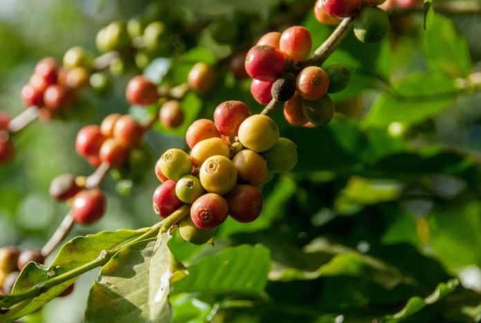 യുദ്ധം തളർത്താത്ത വീര്യം; 6,000 കോടി കടന്ന് ഇന്ത്യയുടെ കാപ്പി കയറ്റുമതി മൂല്യം | cardamom price | cardamom buy