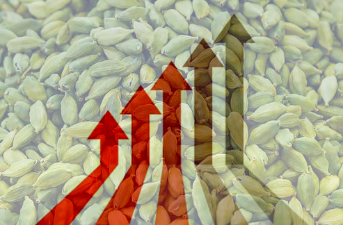 സ്ഥിരത പുലർത്തി ഏലക്ക ലേലം - ഈ ആഴ്ച വിശകലനം 