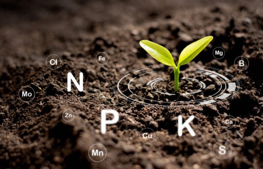 ഏലകൃഷിയിൽ നൈട്രജന്റെ പ്രാധാന്യവും പ്രധാന വളങ്ങളും