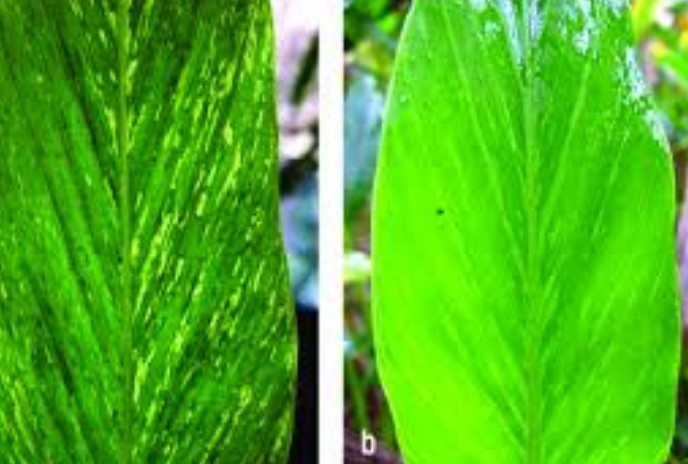 ഇലപ്പേൻ നിയന്ത്രണം എങ്ങനെ 