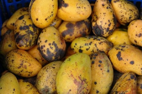 മാമ്പഴത്തിന്റെ അഗ്രഭാഗം കറുപ്പ് നിറം വീണ് കേടാകുന്നു; നിയന്ത്രണമാർഗങ്ങളറിയാം