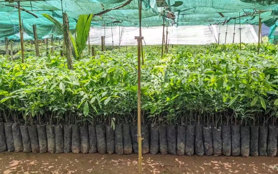 വടക്കുകിഴക്കോട്ട് ഓടി റബ്ബർ; ചരിത്രനേട്ടം കൊയ്ത് കേരള നഴ്സറികൾ