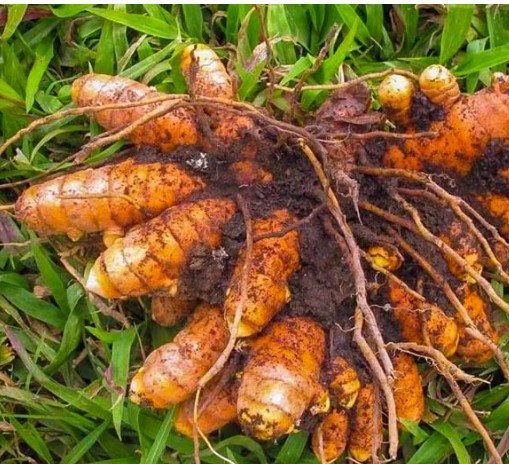 ഇഞ്ചി,മഞ്ഞൾ നടീൽ | cardamom price | cardamom buy