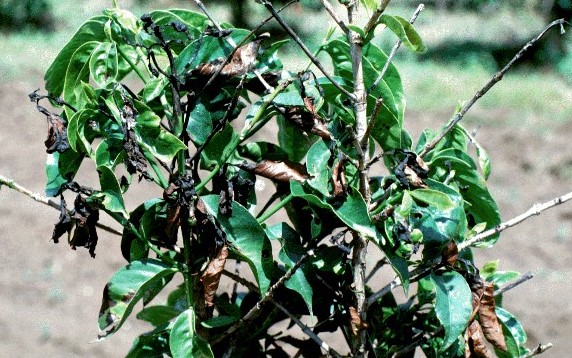 കാപ്പിയിലെ കരിഞ്ചീയൽ  | cardamom buy  | cardamom price