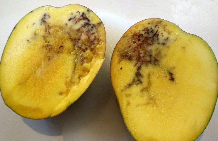 മാമ്പഴം ഈച്ച അഥവാ പഴ ഈച്ചകൾ, എങ്ങനെ തടയാം | cardamom buy | cardamom price