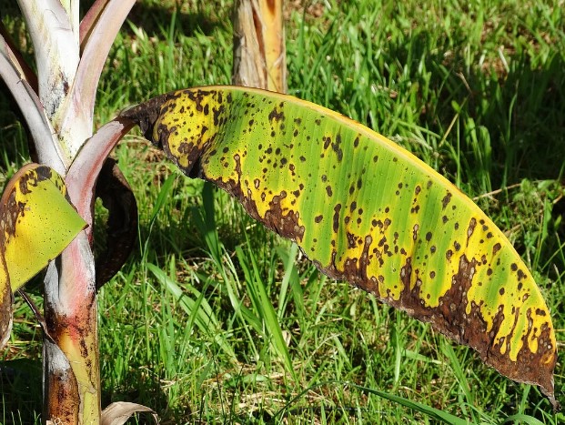 വാഴയിലെ സിഗറ്റോക്ക ഇല പുള്ളി രോഗം