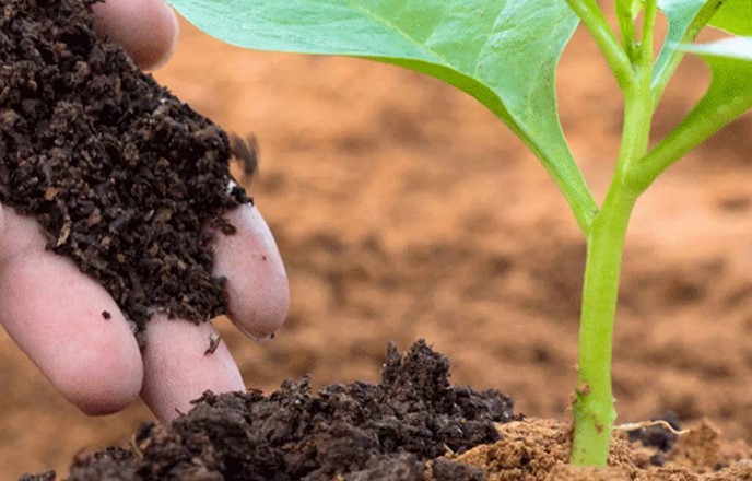 അമിതമായ ചാണകപ്രയോഗം ഏലച്ചെടികൾക്ക് ദോഷകരമാകുന്നത് എന്തുകൊണ്ട്? ശ്രദ്ധിക്കേണ്ട കാര്യങ്ങൾ | cardamom buy | cardamom price