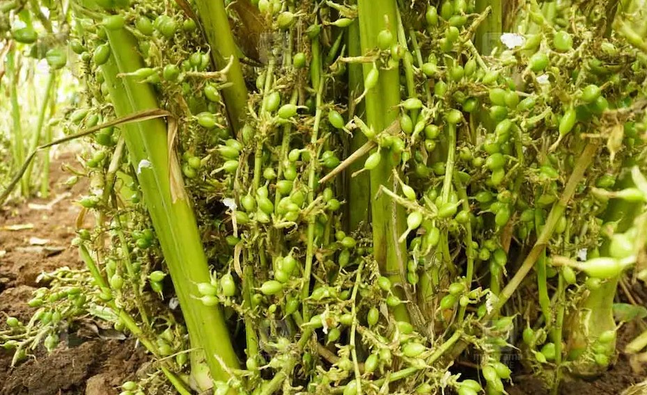 വെളിച്ചെണ്ണ, കൊപ്ര വിലയിൽ ചാഞ്ചാട്ടമില്ല, കുതിച്ചുചാടി ഏലയ്ക്ക. വിപണി ഇന്നലെ 