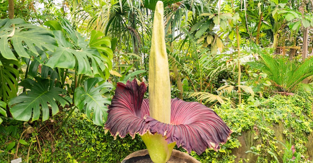 രൂക്ഷ  ഗന്ധമുള്ള വിചിത്ര പുഷ്പം; യുഎസിലെ കോളജിൽ വിരിഞ്ഞത്?