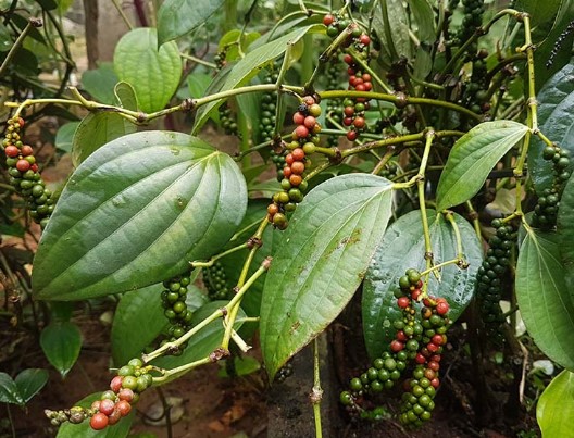 കുരുമുളക് വള്ളികൾ സമൃദ്ധമായി പുഷ്പിക്കാനും തിരികളിൽ മണികൾ തിങ്ങിനിറയാനും 