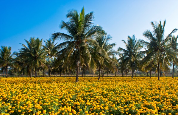 ഇടവിള കൃഷി: കുറഞ്ഞ സ്ഥലത്ത് നിന്ന് പരമാവധി ലാഭം