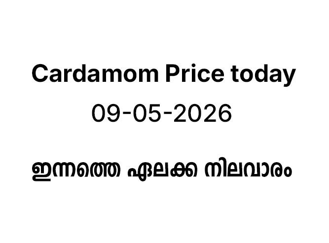 ഏലം ലേലത്തിൽ ഇന്ന് മികച്ച വില; ശരാശരി വില 2500 രൂപ കടന്നു