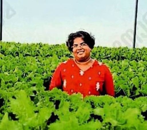28 ദിവസം കൊണ്ട് ഒരു ലക്ഷം രൂപ വരുമാനം: ഹൈഡ്രോപോണിക്സ് ലെറ്റ്യൂസ് കൃഷിയിലൂടെ സുജയുടെ വിജയഗാഥ