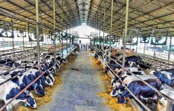 ഹൈടെക് ഡയറി ഫാമിംഗിലെ വയനാടൻ വിജയഗാഥ: മാതൃകയായി പി.ഐ. തങ്കച്ചൻ 