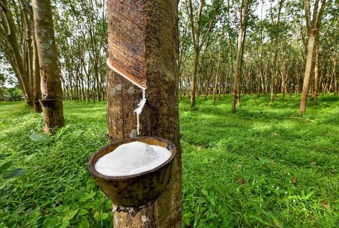 റബ്ബർ കർഷകർക്ക് വൻ ആശ്വാസം; പുനർനടീലിനും കൃഷിക്കുമായി ഹെക്ടറിന് 75,000 രൂപ സബ്സിഡിയുമായി 'കേര' പദ്ധതി