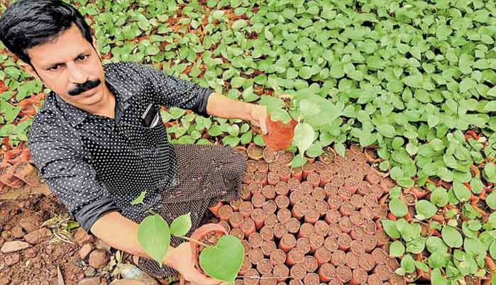 അത്യുൽപ്പാദനശേഷിയുള്ള കുരുമുളക് തൈകൾ ഉൽപ്പാദിപ്പിച്ച് കണ്ണൂരിലെ യുവകർഷകൻ; ജിനേഷിന്റെ കൃഷിരീതികൾക്ക് പത്തിൽ പത്ത്!