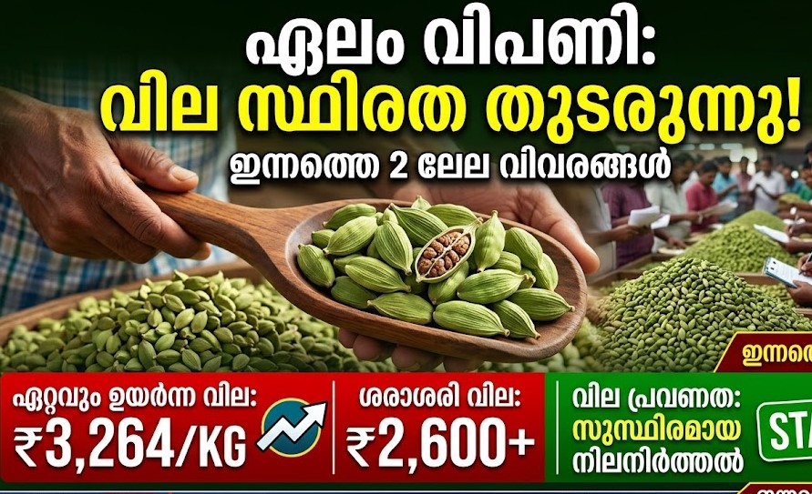 ഏലം ലേലം: വിപണിയിൽ വില സ്ഥിരത തുടരുന്നു; ഇന്നത്തെ ലേല വിവരങ്ങൾ