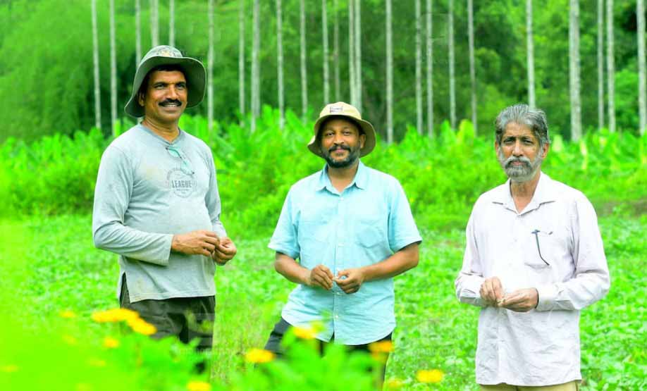 ഇടുക്കി കലക്ടറുടെയും കൂട്ടുകാരുടെയും ‘കൂട്ടു’ കൃഷി; നെൽപാടത്തു നിന്നു നെൽപാഠത്തിലേക്ക്..