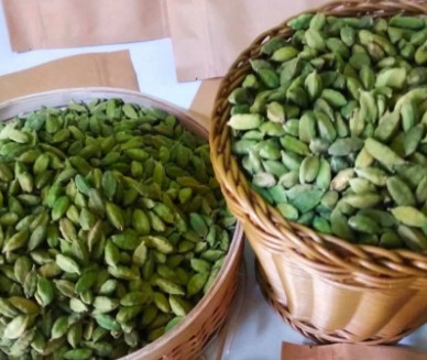 ഏലക്ക വിപണി  ഇന്നത്തെ  റിപ്പോർട്ട്  