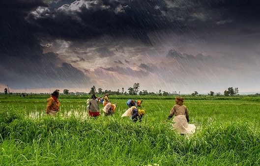മഴക്കാലത്ത് മണ്ണറിഞ്ഞ് കൃത്യമായ തയ്യാറെടുപ്പുകളോടെ കൃഷി ചെയ്താൽ മികച്ച വിളവ് നേടാം