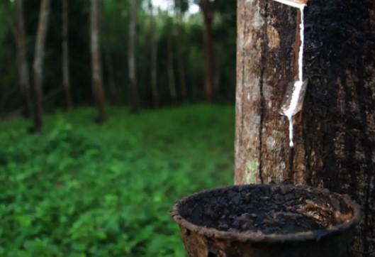 റബർ വില കുതിക്കുന്നു, നാളികേര വിപണിയിൽ പ്രതീക്ഷയോടെ വ്യാപാരികൾ