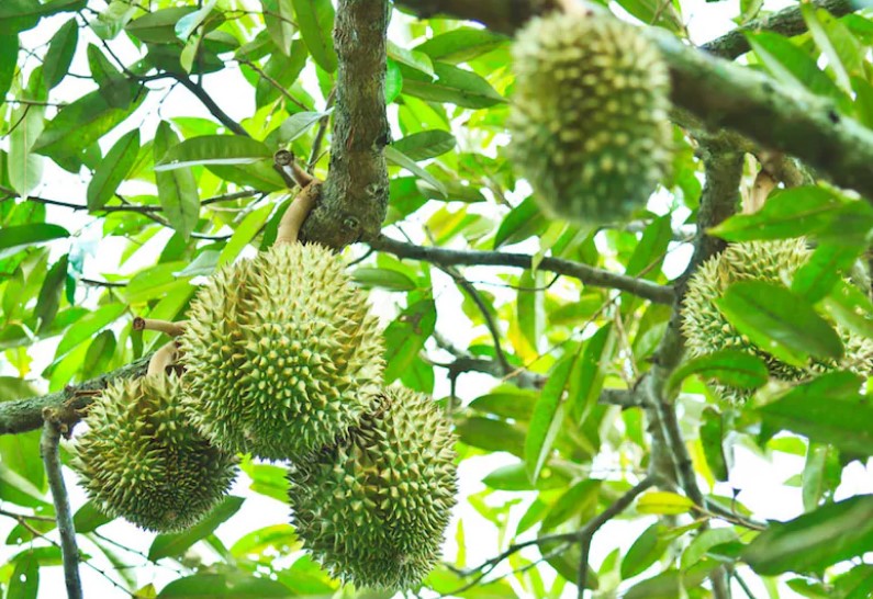 ദുരിയാൻ: ഗന്ധം രൂക്ഷം, പക്ഷേ രുചിയിലോ രാജാവ്!