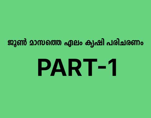 ജൂൺ മാസത്തെ ഏലം കൃഷി പരിചരണം: കുമ്മായപ്രയോഗവും രോഗപ്രതിരോധവും – part 1