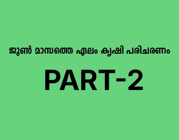 ജൂൺ മാസത്തെ ഏലം കൃഷി പരിചരണം: വളപ്രയോഗവും ഫോളിയാർ സ്പ്രേയും - 2
