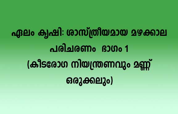 ഏലം കൃഷി: ശാസ്ത്രീയമായ മഴക്കാല പരിചരണം - ഭാഗം 1 (കീട-രോഗ നിയന്ത്രണവും മണ്ണ് ഒരുക്കലും)
