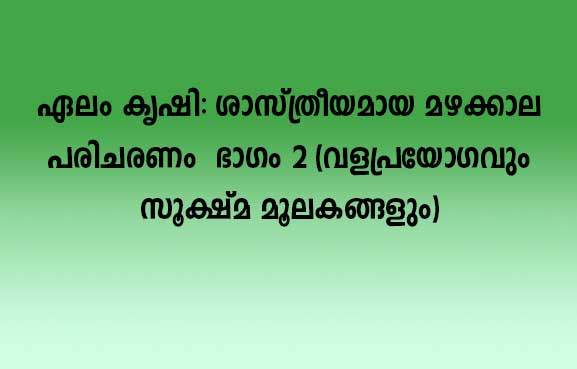 ഏലം കൃഷി: ശാസ്ത്രീയമായ മഴക്കാല പരിചരണം - ഭാഗം 2 (വളപ്രയോഗവും സൂക്ഷ്മ മൂലകങ്ങളും)