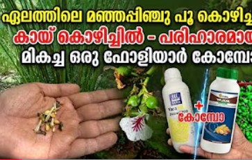 പൂ കൊഴിച്ചിൽ , മഞ്ഞപിഞ്ചു  , ഇതിനുള്ള മികച്ച പ്രതിവിധിയും പ്രയോഗിക്കേണ്ട രീതിയും  part 2