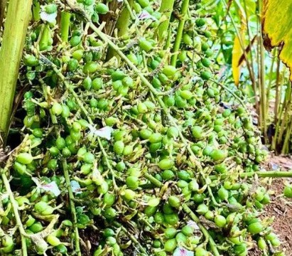 ഏലക്കായുടെ വലിപ്പവും തൂക്കവും വർദ്ധിപ്പിക്കാൻ: ഇലകളിൽ തളിക്കാവുന്ന ഫോളിയാർ വളങ്ങൾ (ഭാഗം 2)