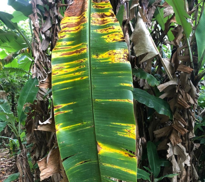  നേന്ത്രവാഴയിലെ സിഗാറ്റോക്ക (ഇലപ്പുള്ളി) രോഗം: ലക്ഷണങ്ങളും പ്രതിവിധികളും