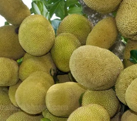 ആഗോള വിപണി കീഴടക്കി കേരളത്തിന്റെ സ്വന്തം ചക്ക; മൂല്യവർദ്ധിത ഉൽപ്പന്നങ്ങൾക്ക് വൻ ഡിമാൻഡ്, പ്രതീക്ഷിക്കുന്നത് 15,000 കോടിയുടെ വരുമാനം