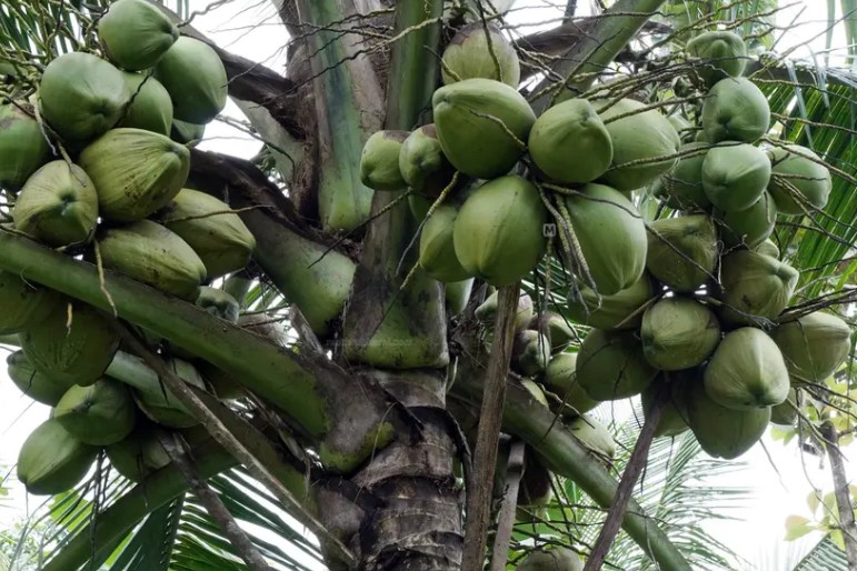 നാളികേര കർഷകർക്ക് അധിക വരുമാനമായി കാർബൺ ക്രെഡിറ്റ് പദ്ധതികൾ