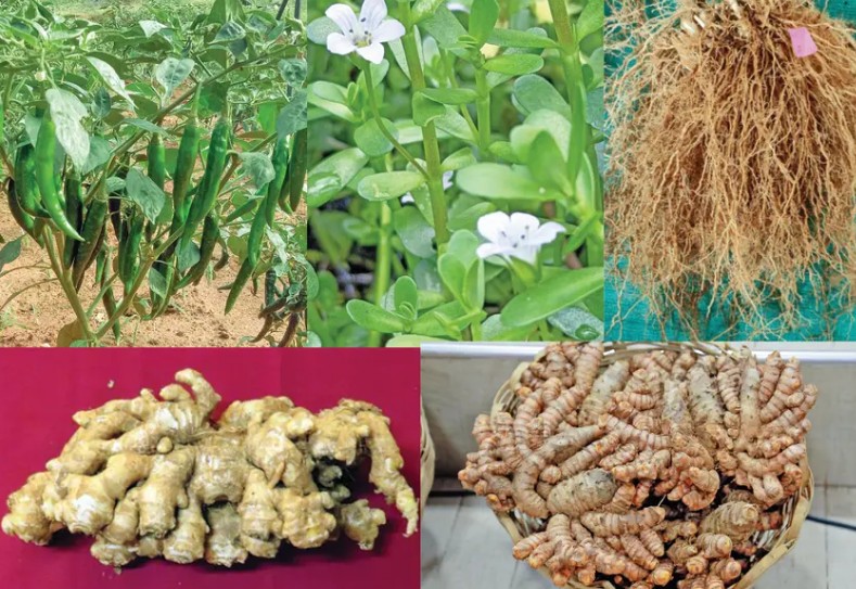 മികച്ച വിളവും ലാഭവും; കേരളത്തിന്റെ കാലാവസ്ഥയ്ക്ക് യോജ്യമായ 5 വിളവിനങ്ങൾ പുറത്തിറക്കി 