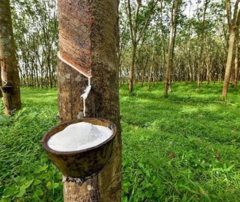 റബ്ബറിന്റെ താങ്ങുവില 250 രൂപയായി വർധിപ്പിച്ചു; ധനകാര്യ വകുപ്പ് ഉത്തരവിറക്കി