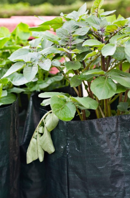 തുടക്കക്കാർക്കും എളുപ്പത്തിൽ ചെയ്യാം ഗ്രോബാഗിലെ പച്ചക്കറി കൃഷി