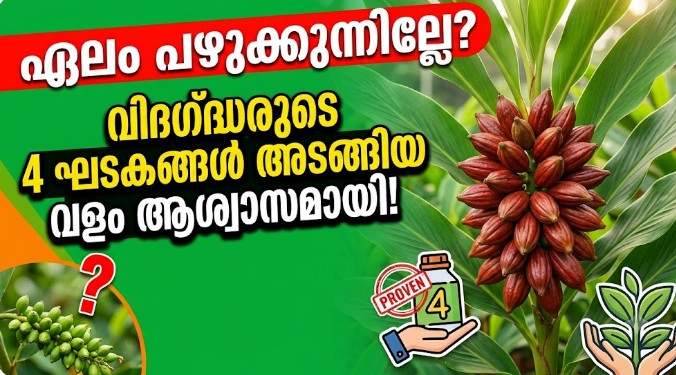 ഏലക്കായ് മൂപ്പെത്തുന്നില്ലേ? കർഷകർക്ക് ആശ്വാസമായി വിദഗ്ധരുടെ 4-കൂട്ട് വളപ്രയോഗം