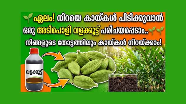 ഏലച്ചെടികളിൽ നിറയെ കായ്കൾ പിടിക്കാൻ ശ്രദ്ധിക്കേണ്ട കാര്യങ്ങളും മികച്ച വളക്കൂട്ടും