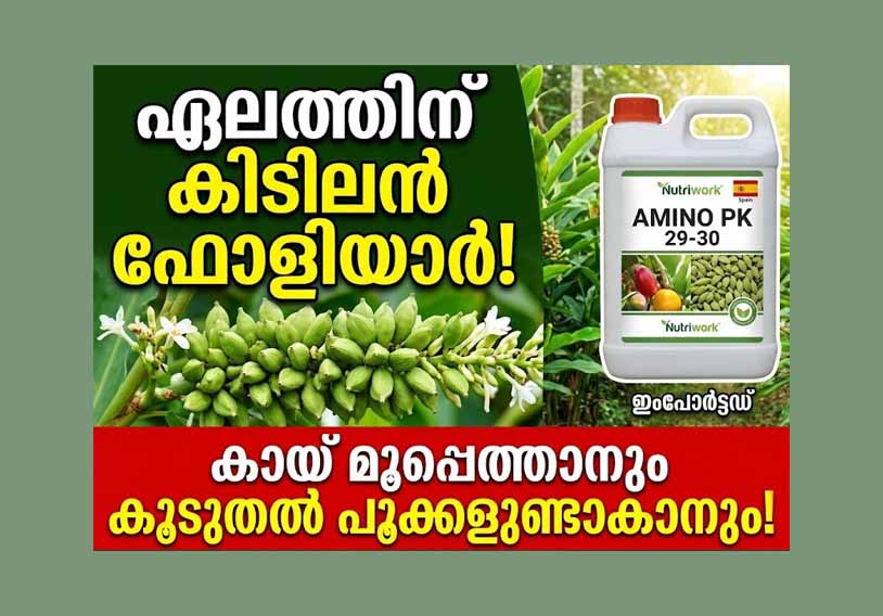 കായ്പിടുത്തം കൂട്ടാനും കുത്തഴുകൽ തടയാനും കിടിലൻ ഫോളിയാർ 'അമിനോ പികെ 29-30