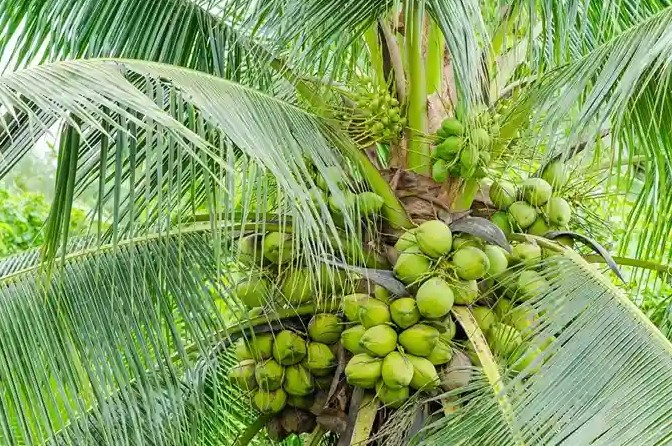 നാളികേരത്തിന്റെ നാടാണ്, പക്ഷേ ഉൽപ്പാദനത്തിൽ കേരളം ഒന്നാമതല്ല; കണക്കുകൾ ഇങ്ങനെ