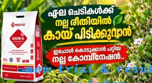 ഏലച്ചെടികളിലെ കായ് കൊഴിച്ചിലിന് പരിഹാരം; മികച്ച ഫലം നൽകി പുതിയ ട്രയൽ