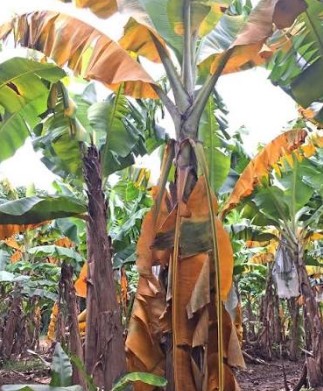 വാഴക്കർഷകർക്ക് വില്ലനായി 'പനാമ വാട്ടം': ലക്ഷണങ്ങളും പ്രതിരോധ മാർഗ്ഗങ്ങളും