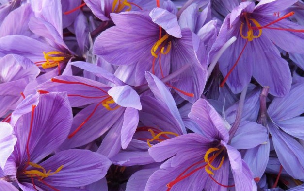 കുങ്കുമപ്പൂവ് (Saffron) ചുവന്ന സ്വർണം