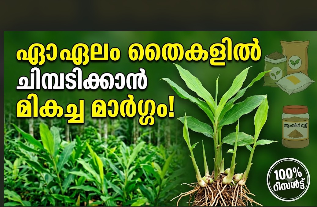 ഏലം തൈച്ചെടികളിൽ മികച്ച വളർച്ചയും ചിമ്പടിയും ഉറപ്പാക്കാൻ ശ്രദ്ധിക്കേണ്ട കാര്യങ്ങൾ